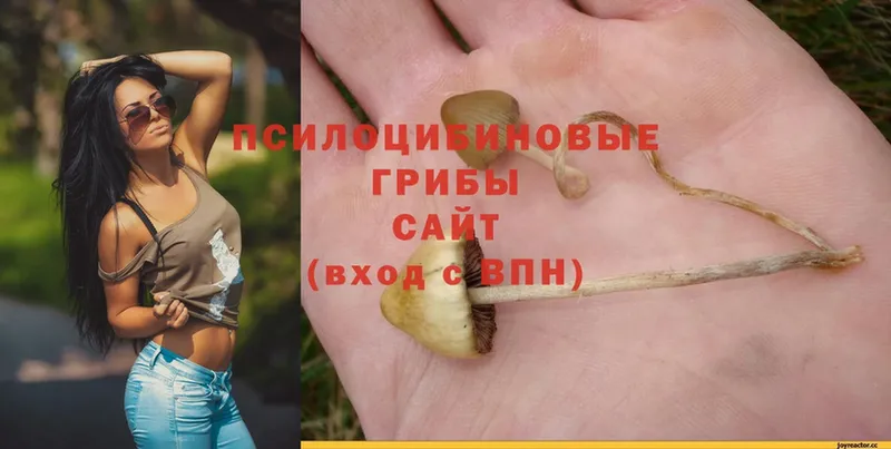 Галлюциногенные грибы Magic Shrooms  хочу   Бузулук 